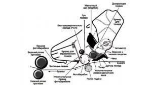 Принцип работы лазерного принтера