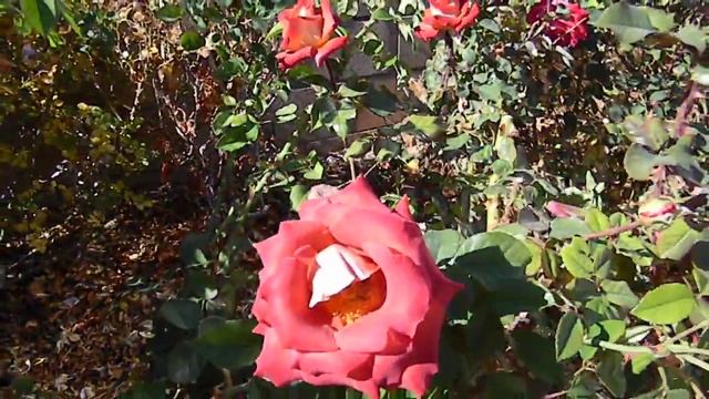 Leonidas Hybrid Tea Rose