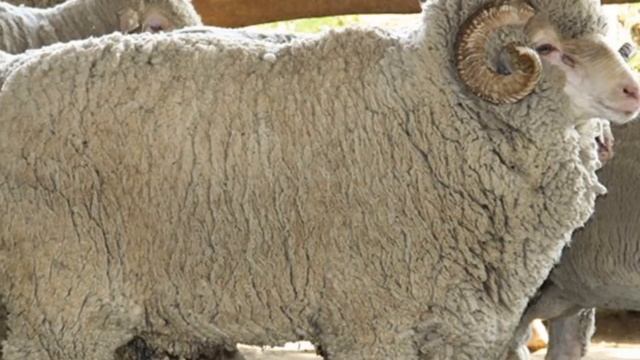 Разведение овец породы Советский меринос как бизнес идея | Овцеводство | Овцы Советский меринос смотреть онлайн