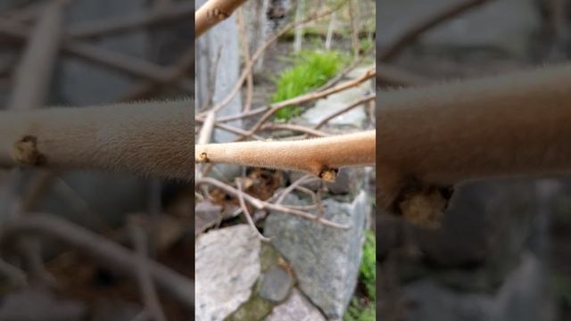 Мохнатое дерево растет смотреть онлайн