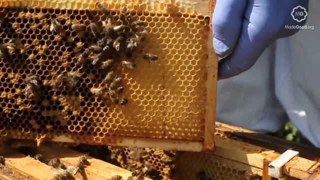 Beekeeping - Honey Bee Caste смотреть онлайн