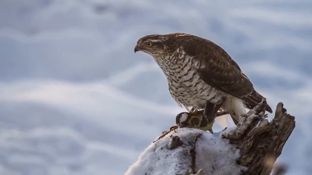 Звуки ястреба! 2-х часовая версия! Для отпугивания птиц! смотреть онлайн