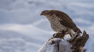 Звуки ястреба! 2-х часовая версия! Для отпугивания птиц!