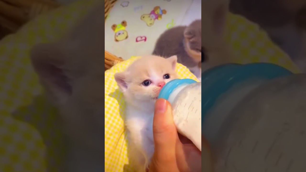 ▷Малыши кисы пьют молоко◁ смотреть онлайн