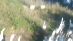 Холмагорские гуси в Башкирии Хозяйство Альфира Ульмасбаева