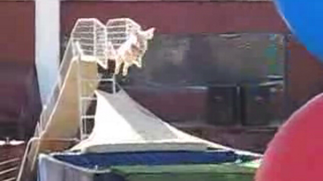 Прыжки в воду по-поросячьи