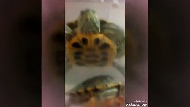 Морские красноухие черепахи))) смотреть онлайн