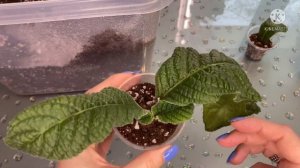 У СТРЕПТОКАРПУСА повисли листья. Пропал центр роста. Как НЕ НУЖНО выращивать стрептокарпусы.