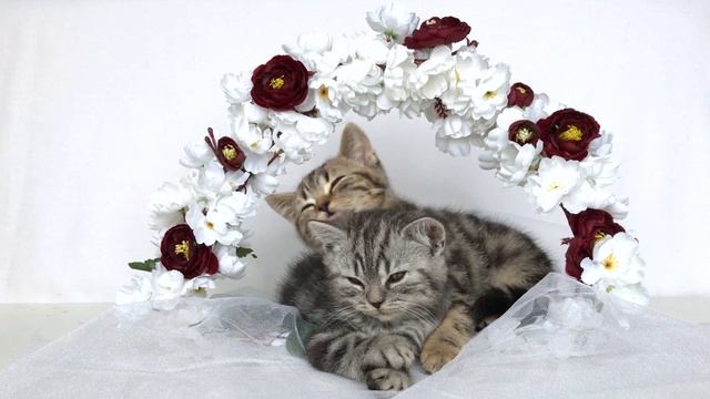 Шотландские котята в 2-3 месяца. Scottish Fold And Straight Babycat 2-3 Months.