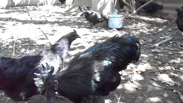Аям Цемани (Ayam Cemani) смотреть онлайн