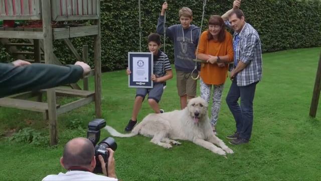 Собака с длинным хвостом смотреть онлайн