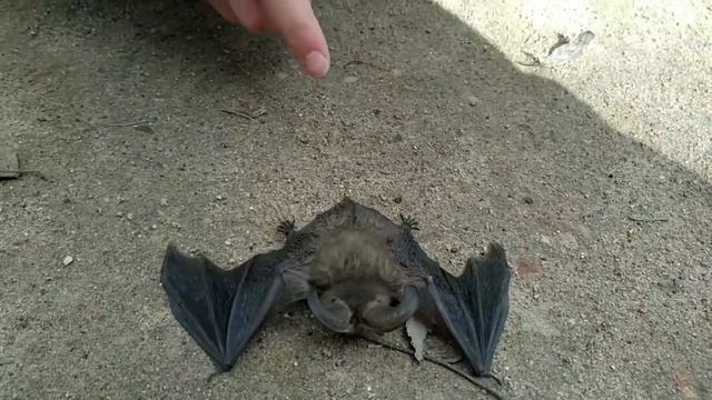 Укусила летучая мышь!!! смотреть онлайн