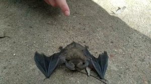 Укусила летучая мышь!!!