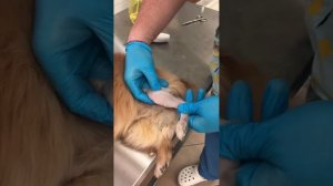 Медиальный вывих коленной чашечки собак