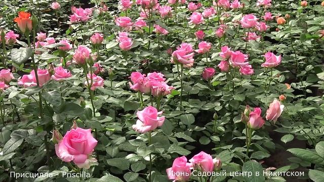 Обзор розы Присцилла (Чайно гибридная) - Priscilla (Эквадор) смотреть онлайн