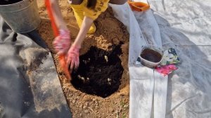 Как правильно посадить лилии весной | Как сажать проросшие луковицы