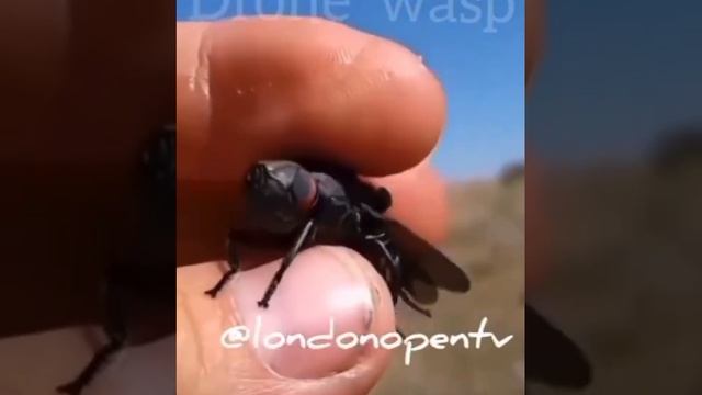 Летающий дрон неотличимый от жука смотреть онлайн