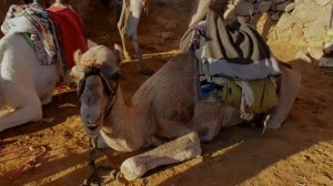 Почему верблюд плюется? Зачем он это делает?