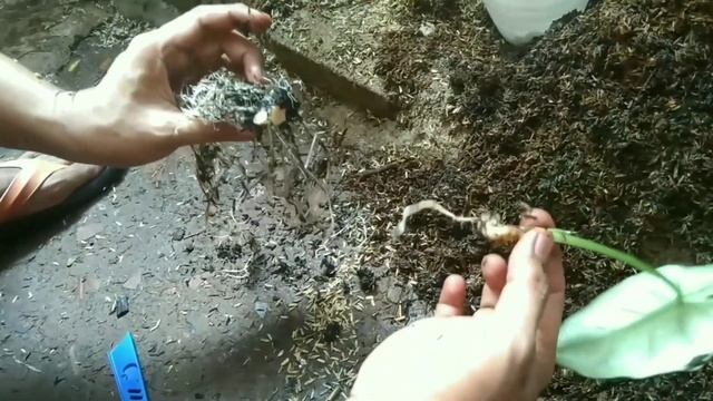 resep lama perbanyak alocasia bisma dan sejenisnya,anti layu смотреть онлайн
