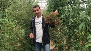 И закуска, и букет: необычный томат «Ожерелье красное»