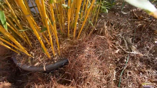 Running Bamboo In Your Tropical Garden.  (Phyllostachys Bamboo) Can It Be Controlled?