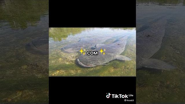 Какие Существа Обитают В Реке Волге? смотреть онлайн