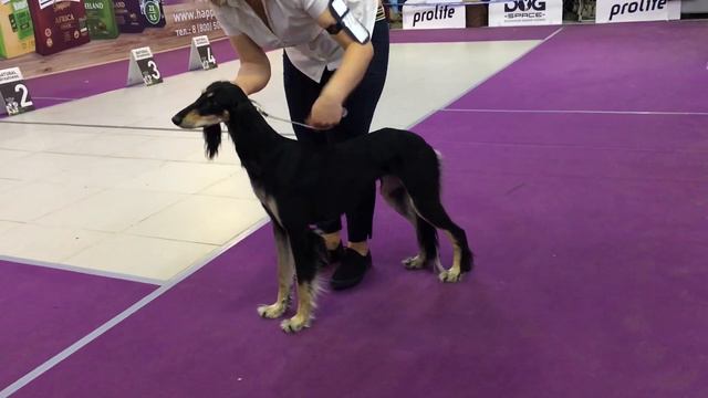 Моно Салюки ПК 14.03.2020 смотреть онлайн