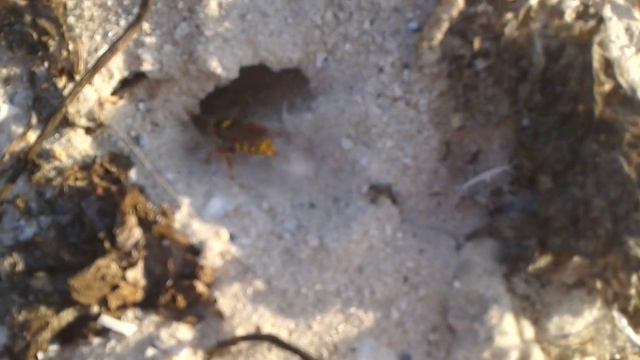 Как роется норка на море