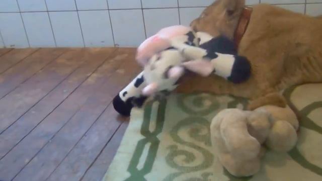 Эльза с новой коровой смотреть онлайн