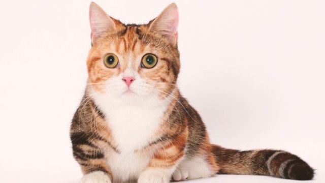 Munchkin Cat - TOP 10 FACTS смотреть онлайн
