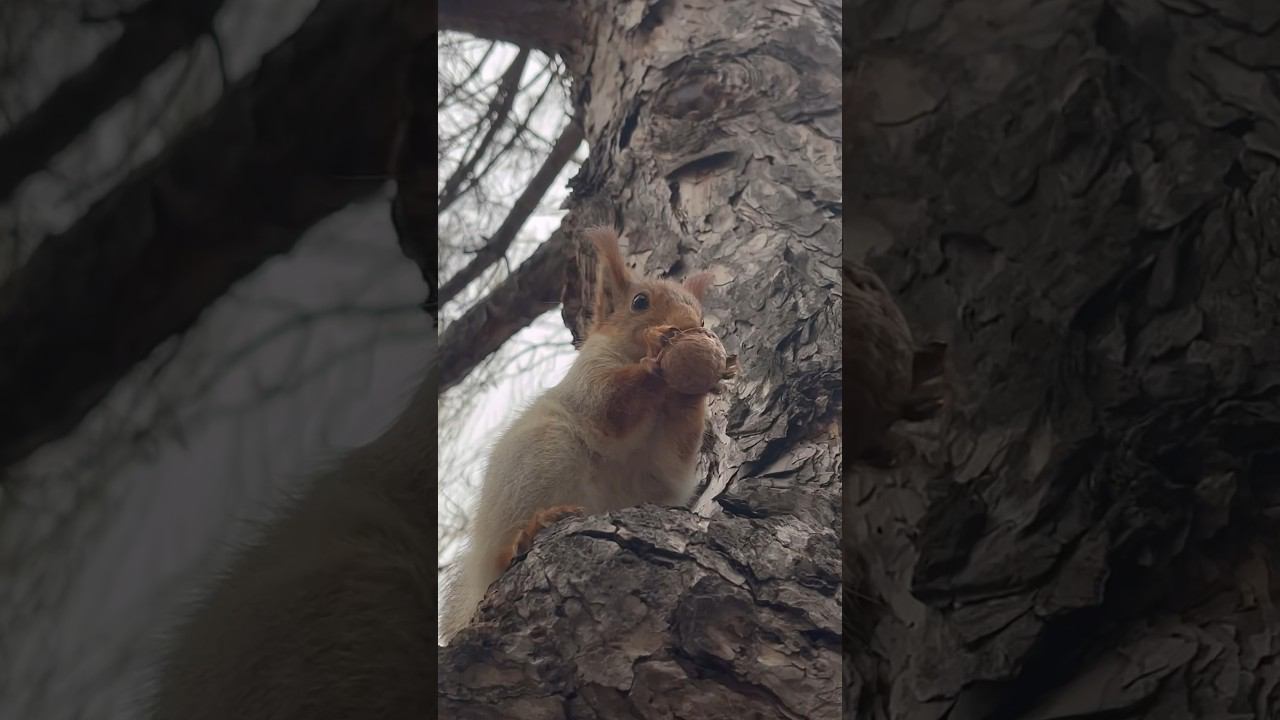 Белочек кормим #белки #squirrel смотреть онлайн
