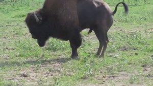 Какающий зубробизон