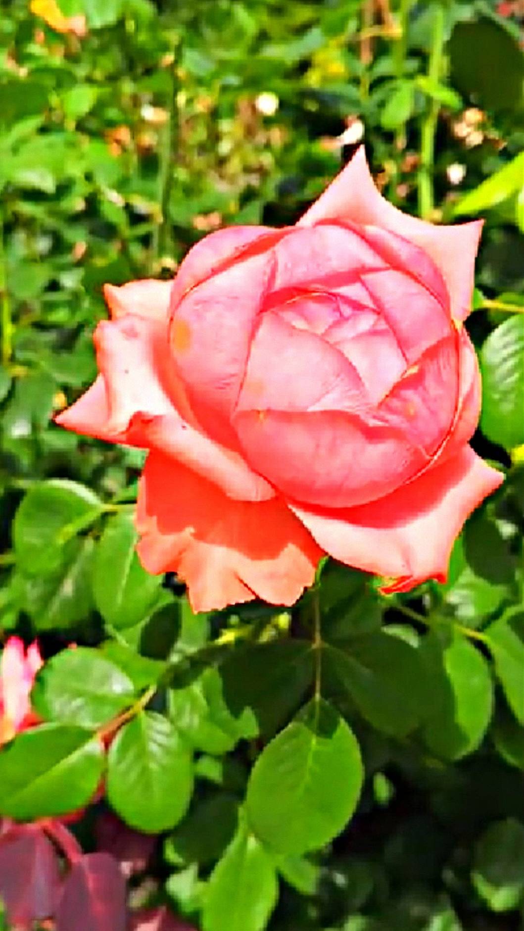 Розы. Ищем самую красивую! смотреть онлайн