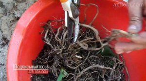 РАЗМНОЖЕНИЕ МОНСТЕРЫ ЧЕРЕНКОВАНИЕМ | ОМОЛОЖЕНИЕ & УХОД