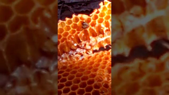 Пчёлы едят мёд из сот смотреть онлайн