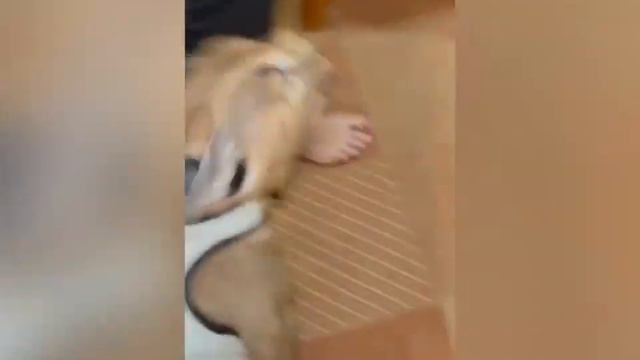 Каракал Чико вернулся домой смотреть онлайн