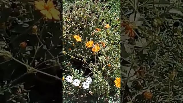 #сочи,#колибри,#это,#бабочка,# смотреть онлайн