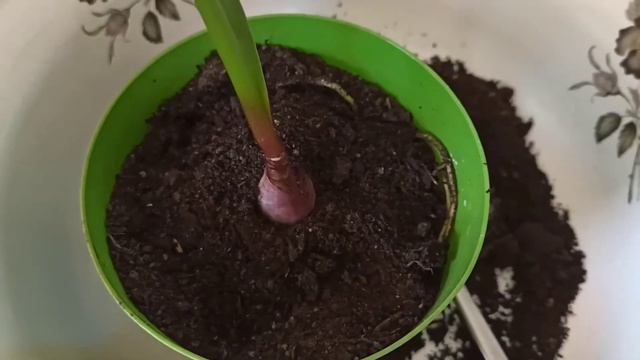 Валлота-циртантус зацвел! пересадка деток! смотреть онлайн