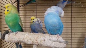 ? Учим попугая по имени Арчи говорить, видеоурок 3: "Арчи солнышко"