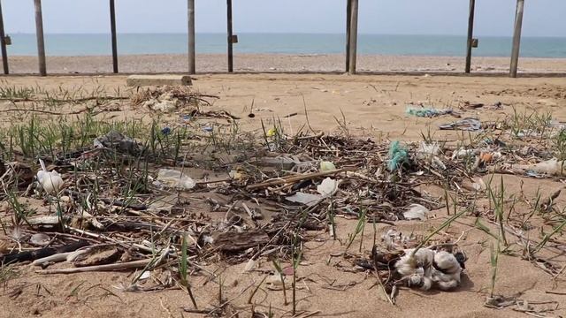 Информер: Баклан с морской капустой смотреть онлайн