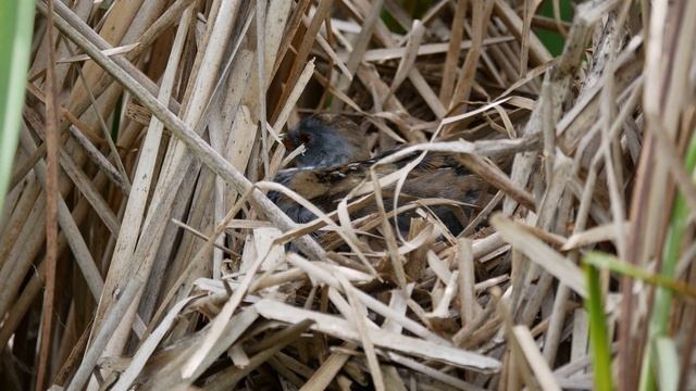 Погоныш малый 170713 4 в рогозе 2017 07 14 2 PaG80 7 смотреть онлайн