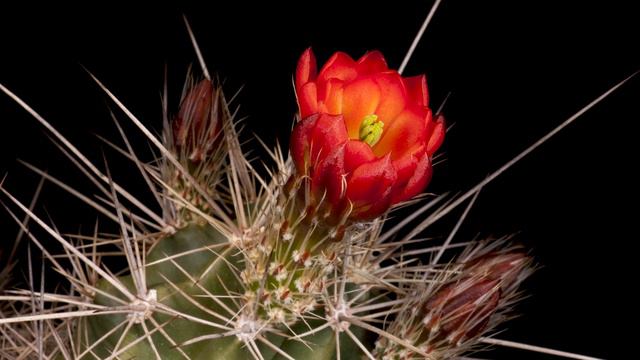 Time Lapse Echinocereus coccineus subsp. rosei, Mexico, Chihuahua, Alamos de Pena смотреть онлайн