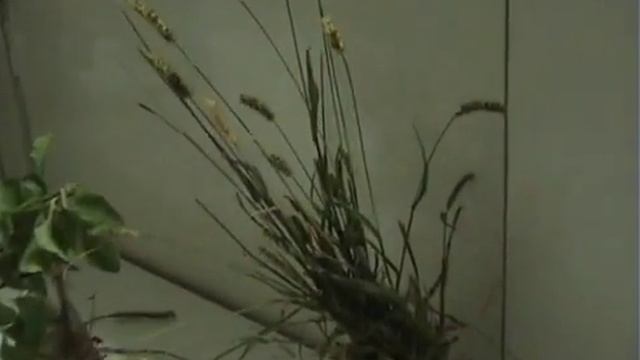 Setaria viridis смотреть онлайн