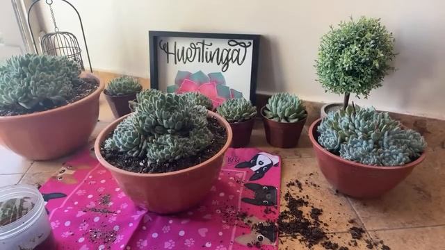 ESPECIAL Suculenta Peludita | Echeveria setosa FO42 смотреть онлайн