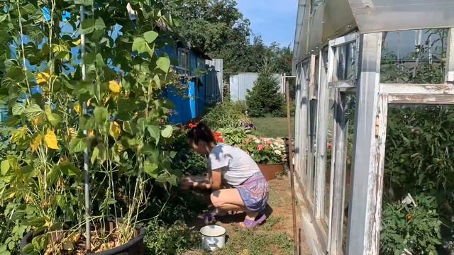 Дачный влог?чёрная малина ♣️ первое знакомство с травкой ☘️ разнообразие растений на 6 сотках? смотреть онлайн