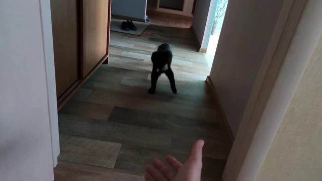 Кот приносит мышь смотреть онлайн