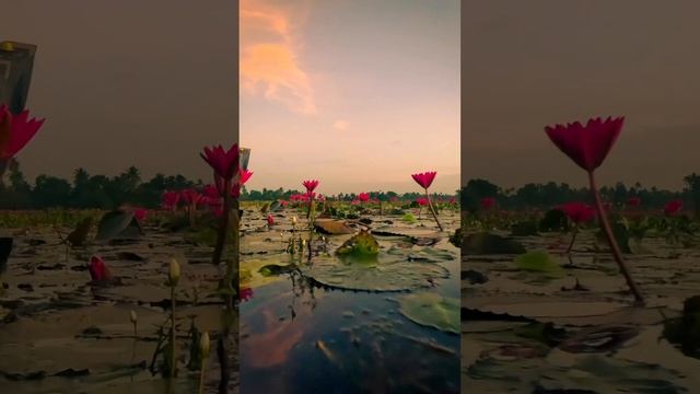 Кувшинки в Малариккале

Океан