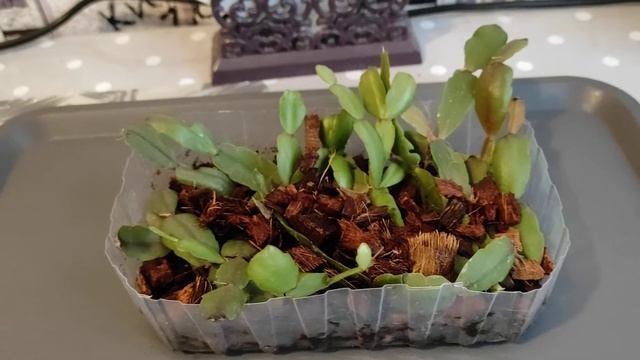 ШЛЮМБЕРГЕРА или декабрист это эпифитный древесный кактус потому размножаю в древесине / houseplants смотреть онлайн