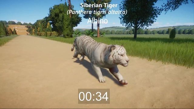 Tiger Species Animals Races in Planet Zoo included Bengal Tiger, Sumatran Tiger and Siberian Tiger смотреть онлайн