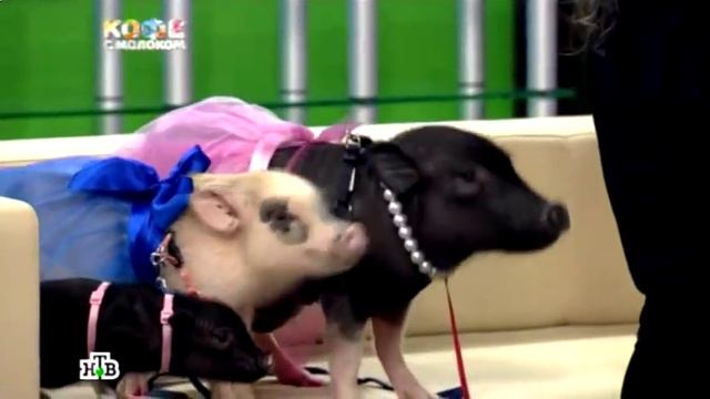 Мини пиги фото цена 8(965)380-13-11 Москва смотреть онлайн